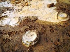 Prehistoric fossils discovered in Gia Lai
