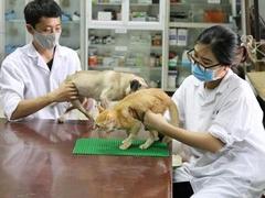 Octogenarian runs charity clinic for pets