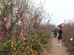 Peach, kumquat tree growers busy ahead of Tết
