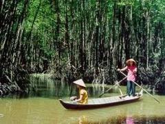 Take a day boat trip to the mangrove forests in Cà Mau