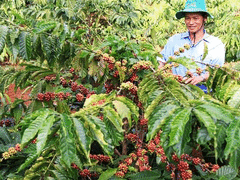 Gia Lai coffee aims for global branding