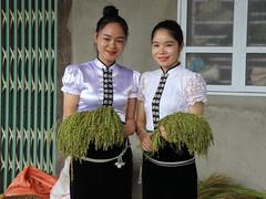 Cốm Tú Lệ, a specialty of northwestern mountainous region