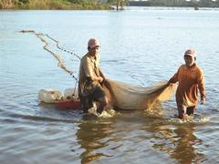 Fish season comes to Đồng Tháp Province