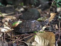 Chàm Islands return two tortoises to nature