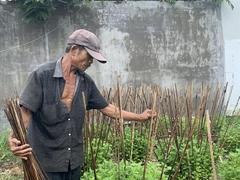 Khánh Hòa chrysanthemum growers concerned over COVID-19