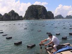 Pacific oysters: a Quảng Ninh speciality