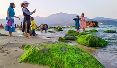 Nam Ô Reef, the green pearl of Đà Nẵng