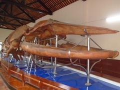 Largest whale skeleton on display in Phan Thiết Town