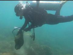 Coral population remains well protected off Chàm Island