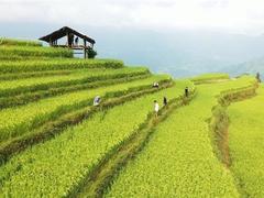Hà Giang Culture and Tourism Week to honour Hoàng Su Phì terraced fields