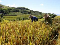 Golden rice fields in full bloom in Hòa Bình Province