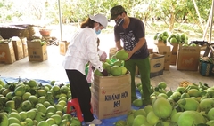 Hương Thọ pomelos, specialty fruit of Thừa Thiên Huế