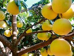 Famed Phúc Trạch grapefruit sales suffer amid pandemic