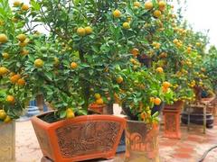 Tứ Liên kumquat trees popular ahead of Tết