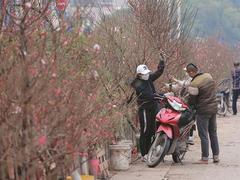 Nhật Tân peach village blooms ahead of Tết