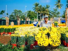 Spring arrives in Cái Mơn flower village