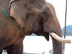 A dying breed: Đắk Lắk elephants set for better welfare