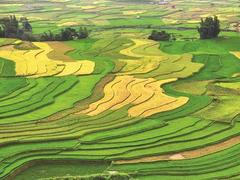 Explore the stunning scenery of at Mù Cang Chải's terraces fields