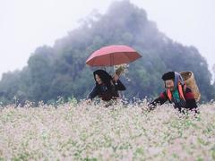 Buckwheat Flower Festival returns to Hà Giang in November