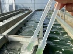 High-tech farm promotes spirulina superfood