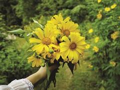 Wild sunflowers in bloom in northwestern Điện Biên Province