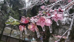 Frost covers the mountains of Northwest Việt Nam