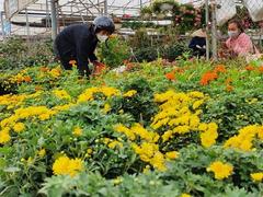 Flower farmers get busy as Tết is coming to town