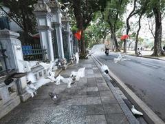 Peaceful Hà Nội streets on the first day of the Year of Tiger