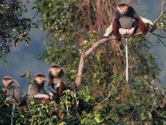 Primate conservation boosts biodiversity in central Việt Nam
