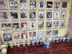 An unusual cemetery where pets can be remembered