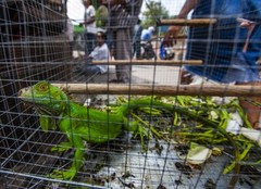 "Wild, threatened, farmed: Hong Kong’s Invisible Pets", a report by the ADM Capital Foundation