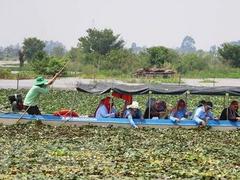 Agri-tourism: Mekong Delta targets two birds with one stone