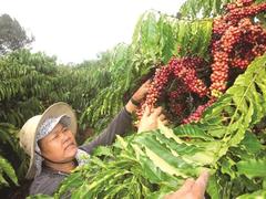 From bean to cup, Vietnamese coffee is on the up