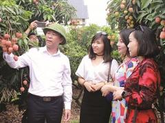 Luscious lychees a big draw for Bắc Giang tourists