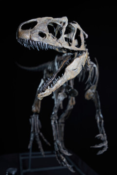 Summer sensation on display in Denkendorf – baby allosaurus "Little Al" has arrived! 