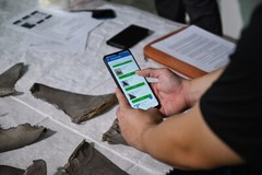 Singapore develops Asia’s first AI-based mobile app for shark and ray fin identification to combat illegal wildlife trade