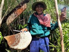 Bee luring: Cà Mau’s intangible cultural heritage