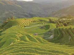 The splendor of Hoàng Su Phì's terraced paddy fields