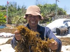 Seaweed: precious natural gift of Quảng Ngãi Province