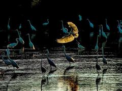 'Morning of the Storks' wins photo contest on Việt Nam’s wetland