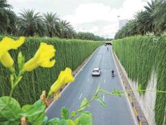 Hà Nội greening urban roads