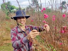 Northern couple turn tidy profit planting peach blossom in Central Highlands