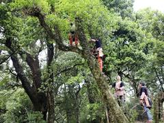 Ancient tea trees - natural treasure of Lai Châu Province