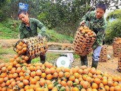 Bố Hạ orange brings fame for Bắc Giang Province