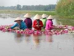 Water lily flowers blossom in Plain of Reeds