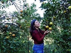 The tourism potential of Cao Phong citrus paradise