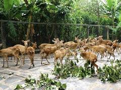 Đồng Nai pursues unique deer and stag farming model, combining tourism