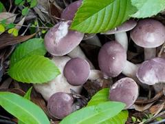 Phú Quốc mushroom makes delicacies