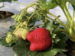 Popular farms offering strawberry picking leisure