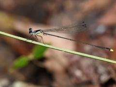 Snakes and dragonflies: scientists solving nature's challenges